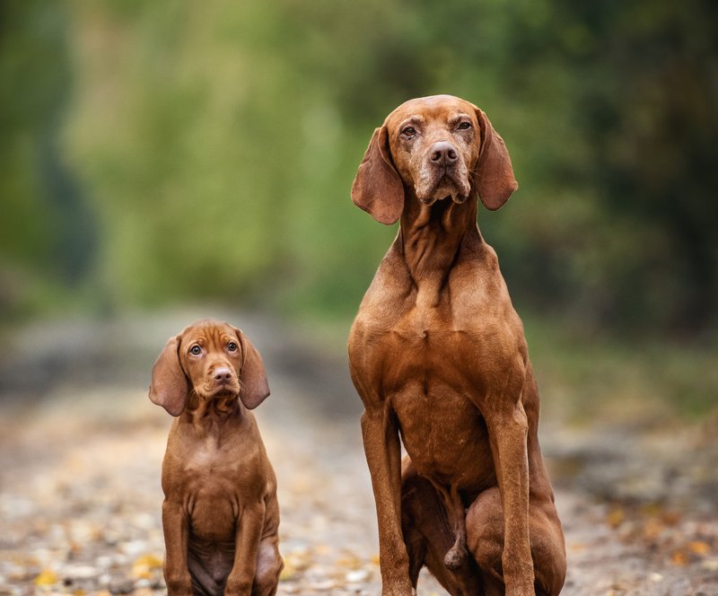 About Eukanuba Decades Of Expert Dog Nutrition Eukanuba