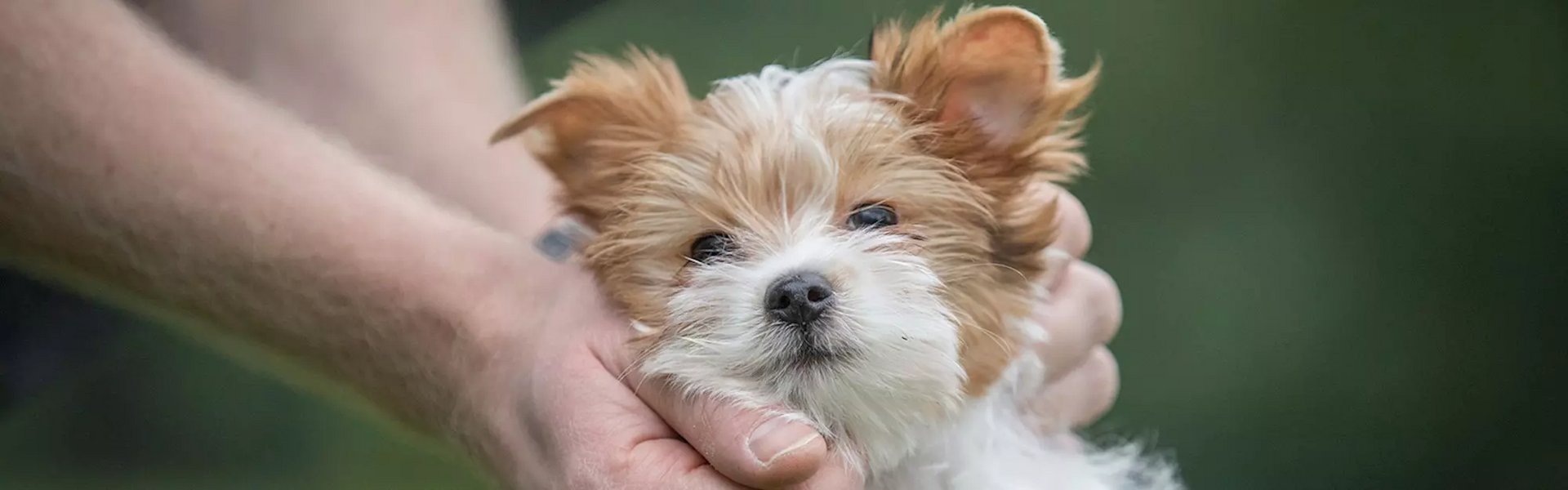 Eukanuba yorkshire cheap terrier puppy