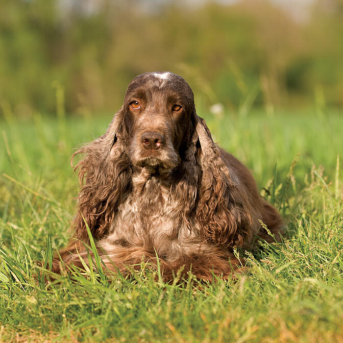 Eukanuba cocker discount