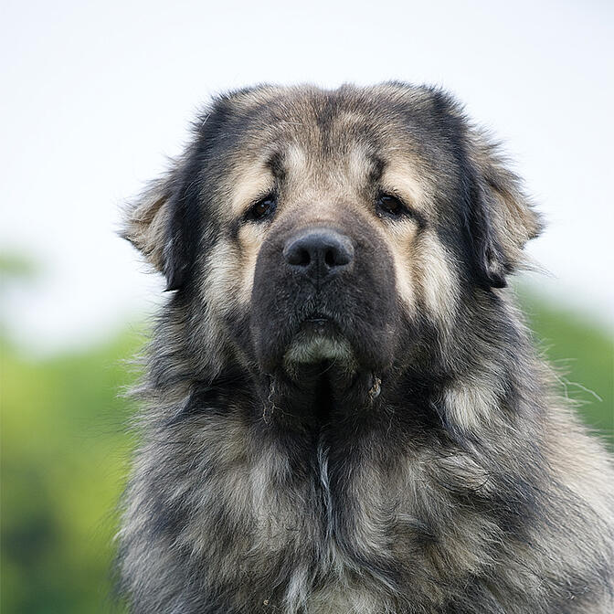 Caucasian Shepherd Dog - Dog Breed Information