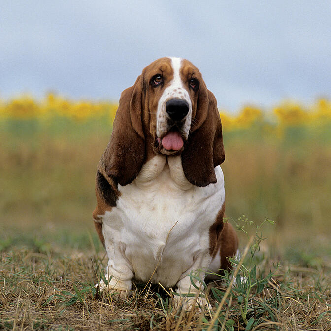 European basset best sale hound weight