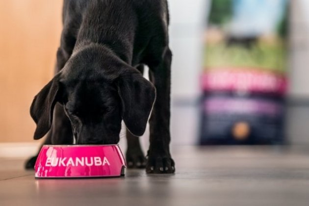 Eukanuba puppy hot sale growth