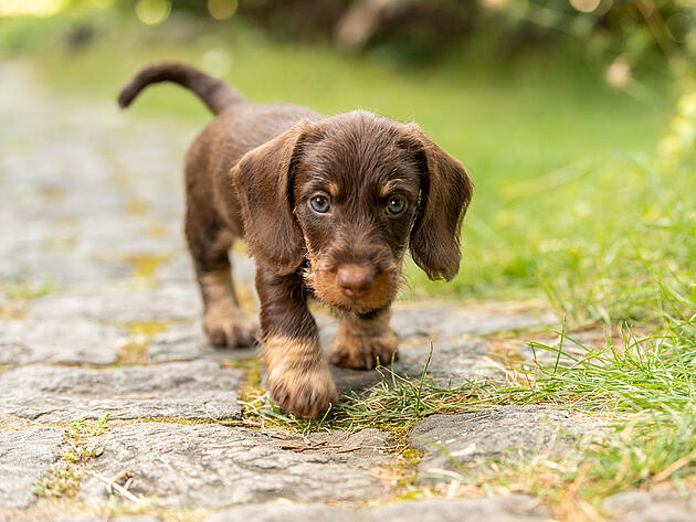 Eukanuba dachshund sale