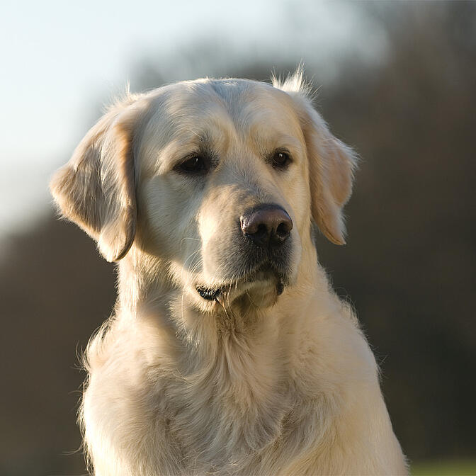 Eukanuba golden outlet