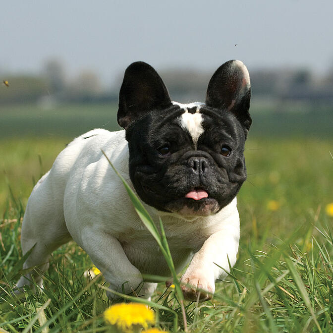 Eukanuba french bulldog food best sale