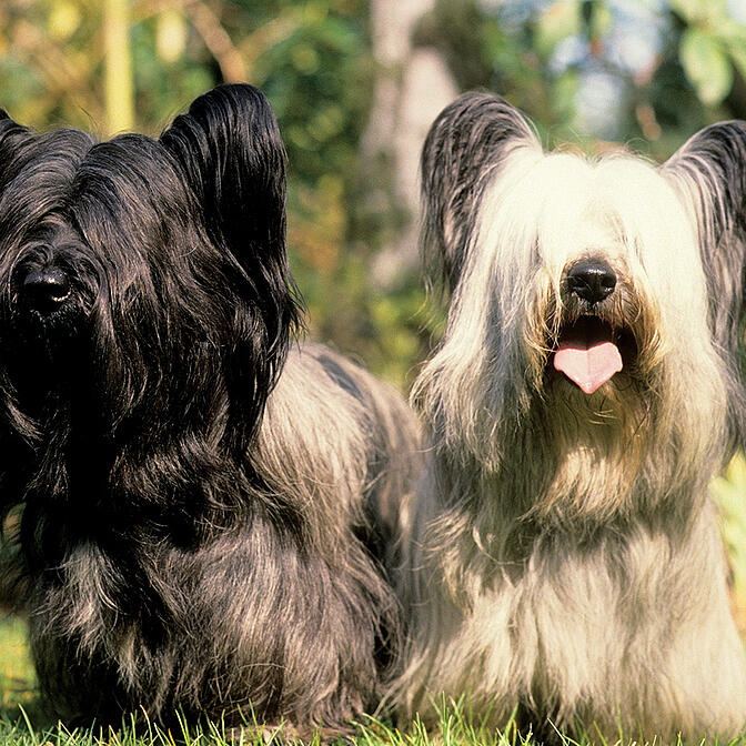 Skye terrier best sale breed standard