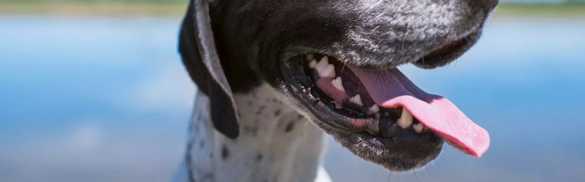 Vice overfladisk Displacement At holde din hunds tænder sunde » EUKANUBA