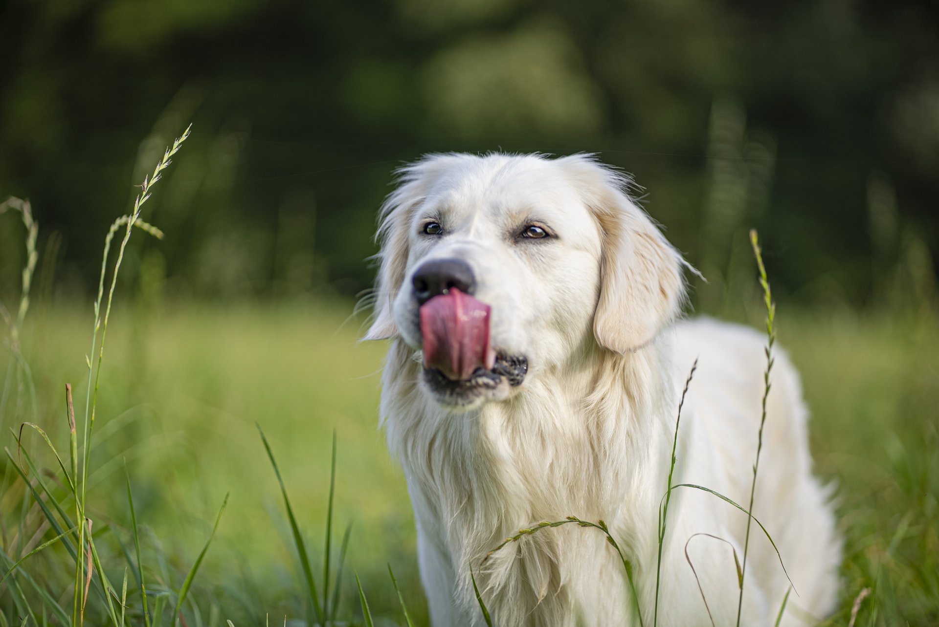 what does it mean when a dog eatds grass