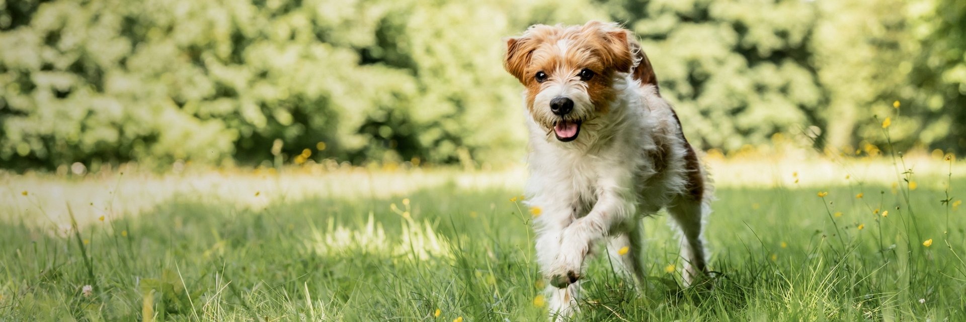 Grain free for outlet dogs