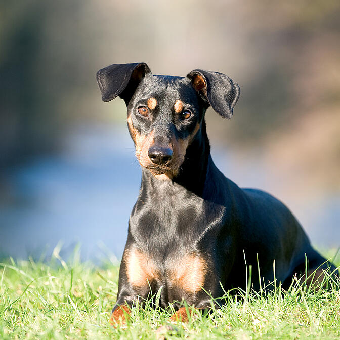 German pinscher best sale dog breeds