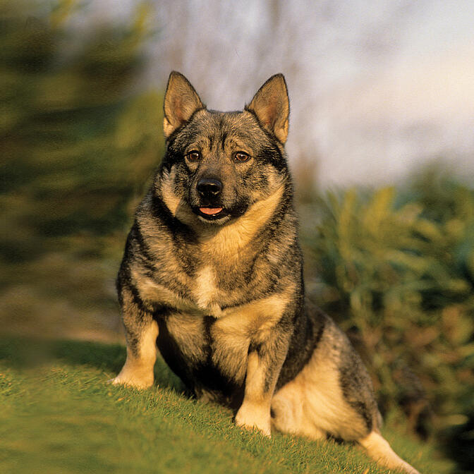 Dog breed hot sale swedish vallhund