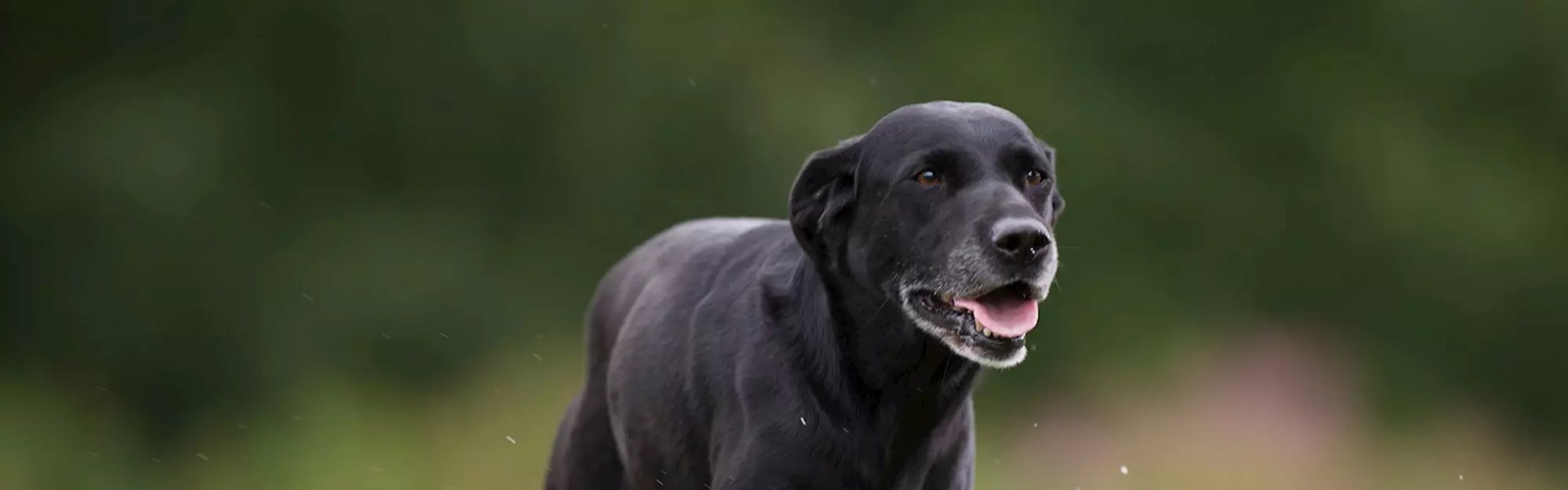 Lege med Hearty håndjern Har ældre hunde brug for kosttilskud » EUKANUBA