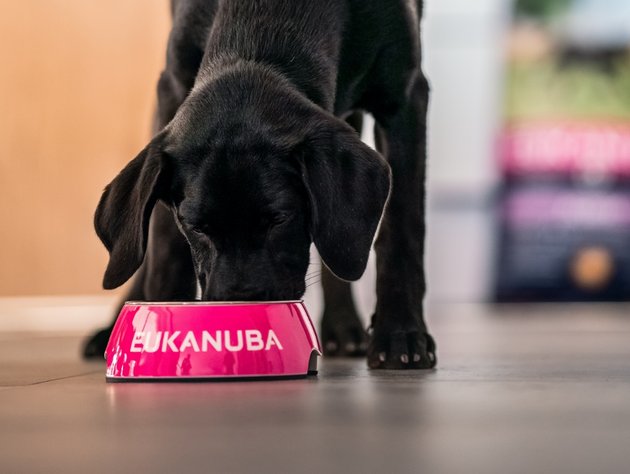 Eukanuba labrador puppy outlet food