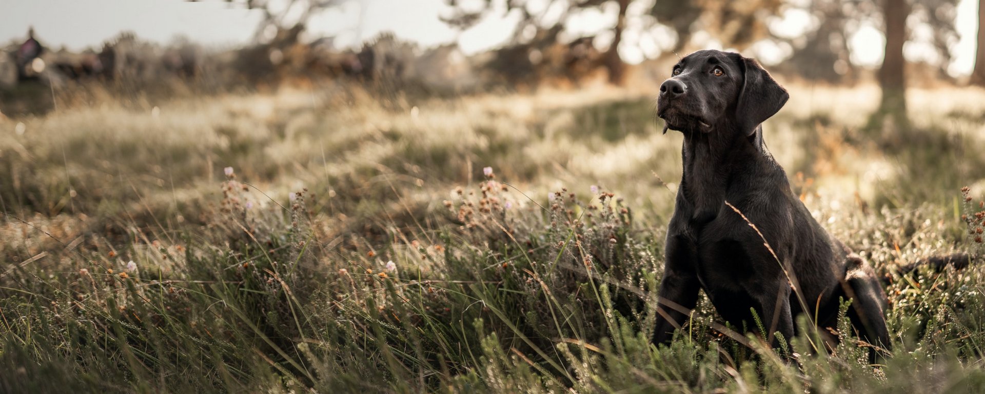 Find the right food for your puppy EUKANUBA