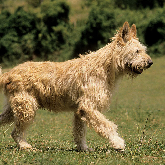 Picardy sheepdog hot sale