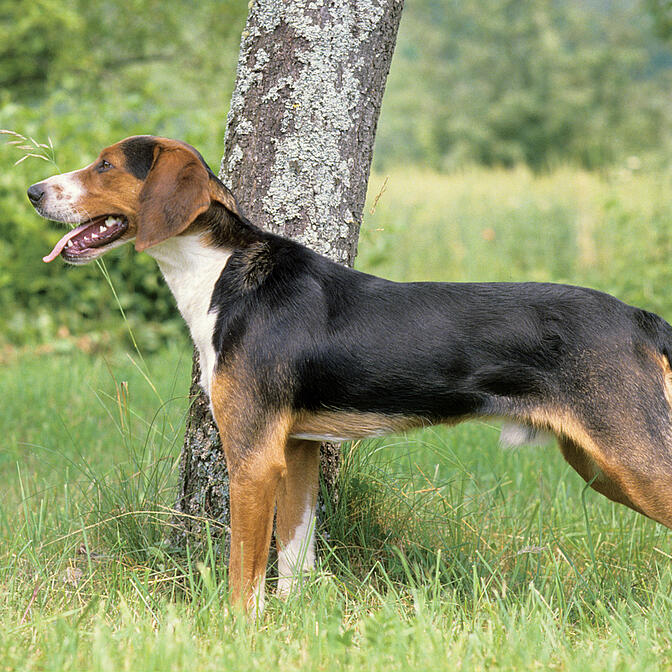 how often should you walk your serbian hound puppy