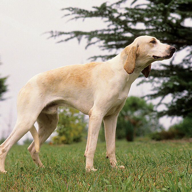 Breed Finder » EUKANUBA » EUKANUBA