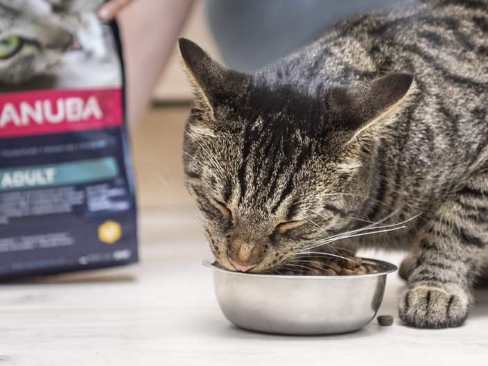 Eukanuba 2025 cat food