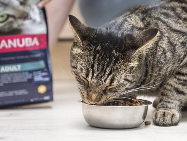 Cat eating dry clearance food