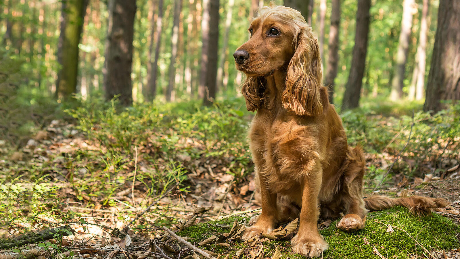 Eukanuba cocker spaniel clearance food