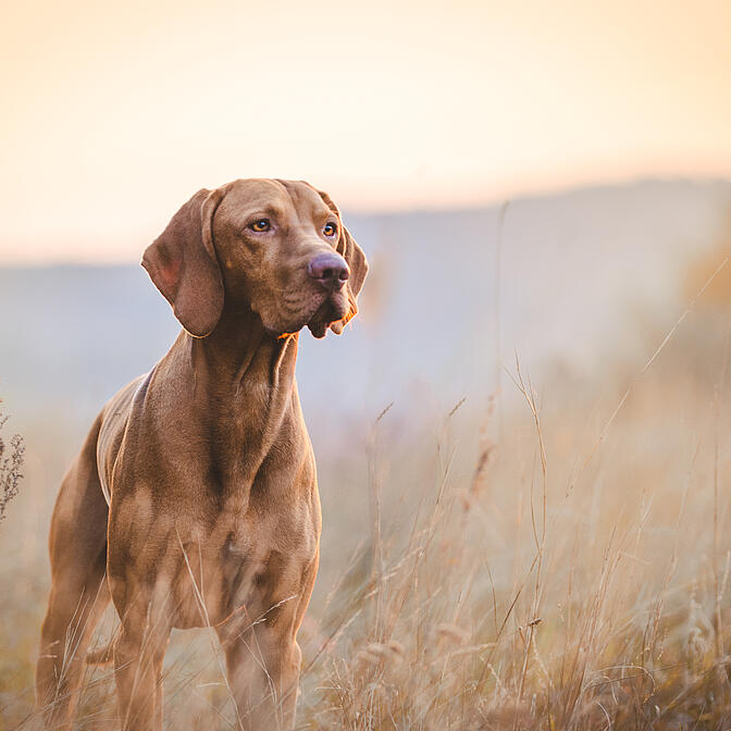 Eukanuba weimaraner shop