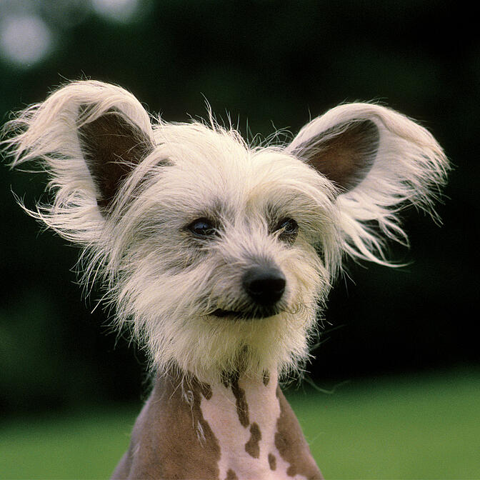 Long hair outlet chinese crested