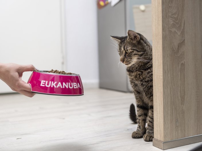 Discover our products for cats EUKANUBA