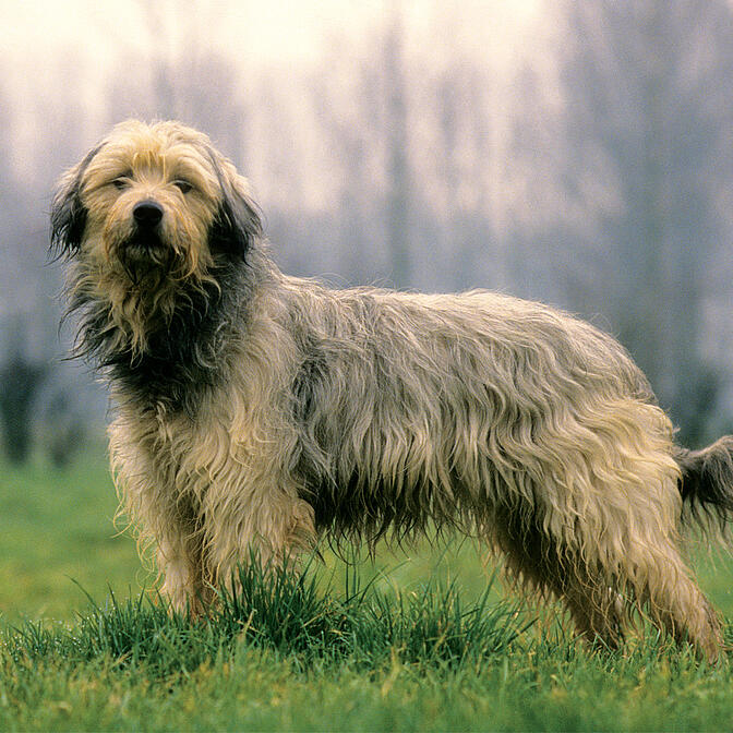 Catalan Sheepdog Dog Breed Information
