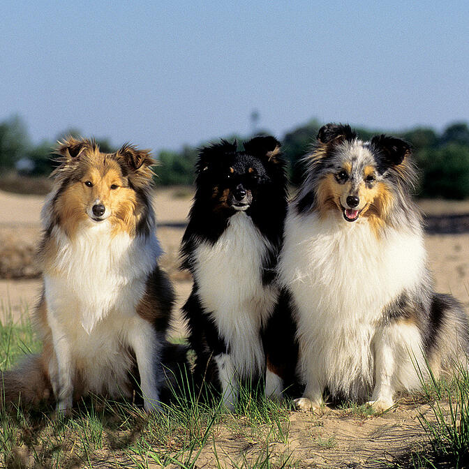 Working best sale shetland sheepdog