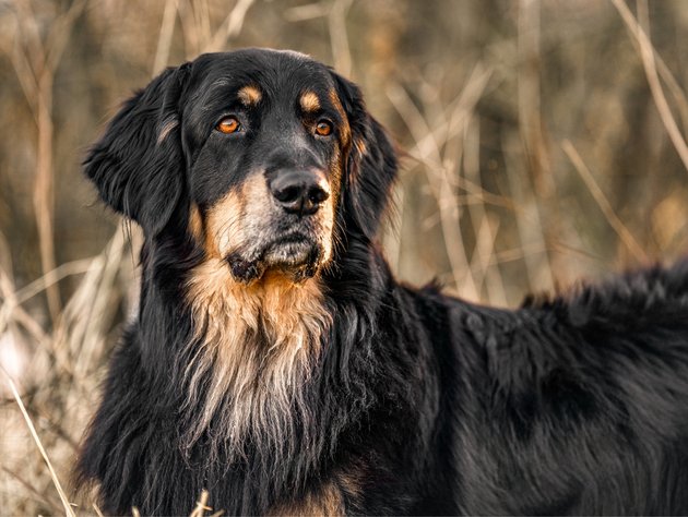 Multiplikation Forsendelse barmhjertighed Hvorfor får hunde dårlig mave? » EUKANUBA