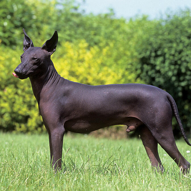 Mexican dog with no clearance hair