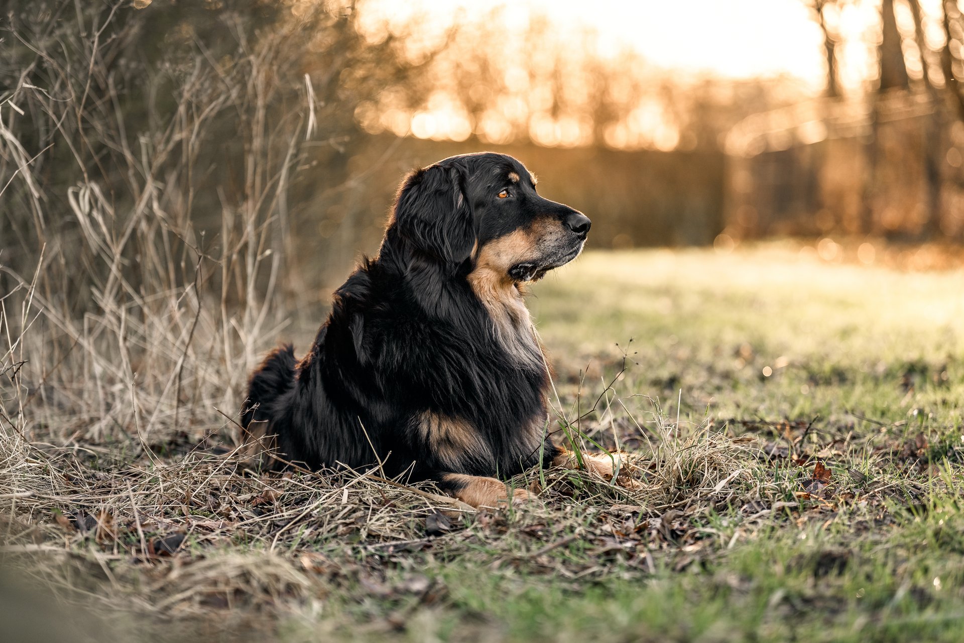 Dog has 2024 sensitive stomach