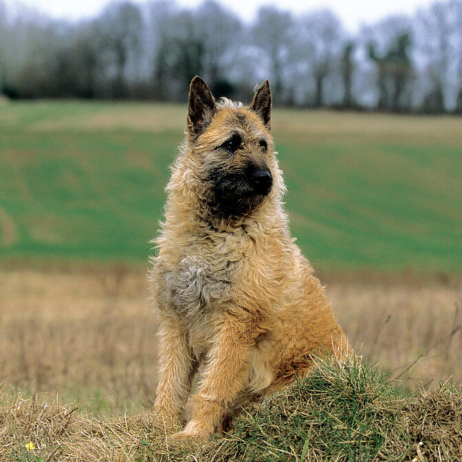 Eukanuba breed specific outlet german shepherd