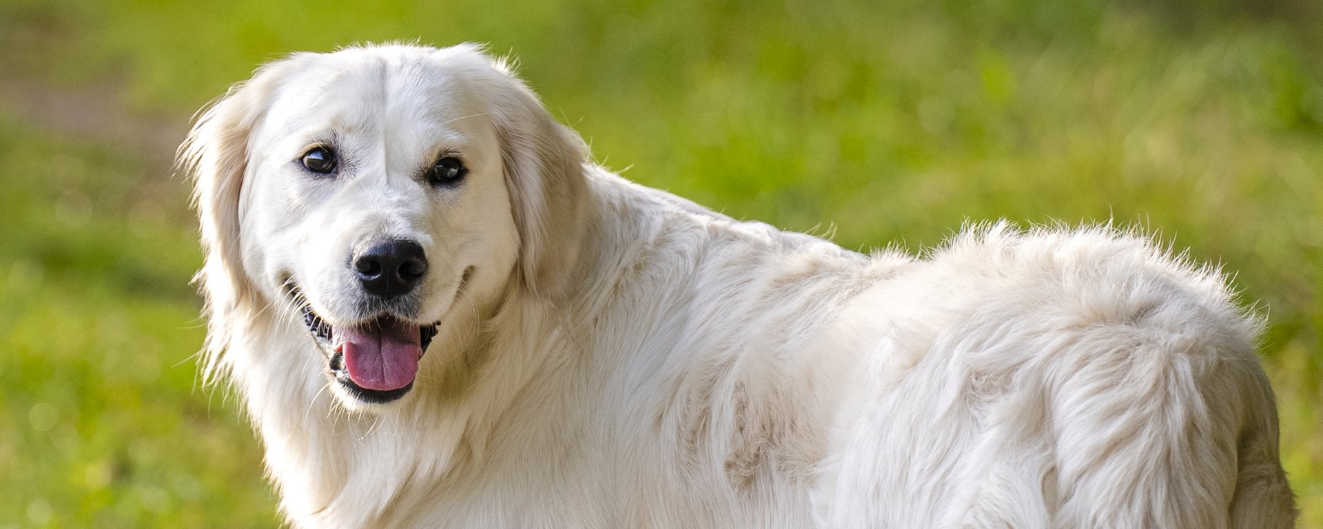 Eukanuba breed 2025 specific golden retriever