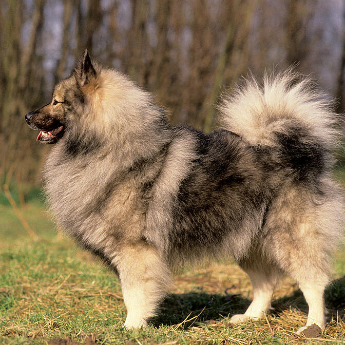 Keeshond weight hot sale