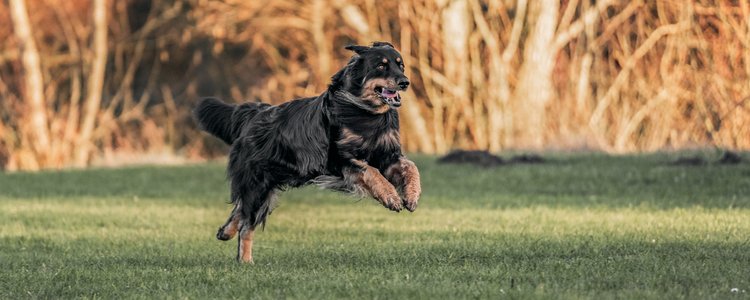 Derbeville test Skuespiller atomar Dog Guide - For lifelong well-being » EUKANUBA