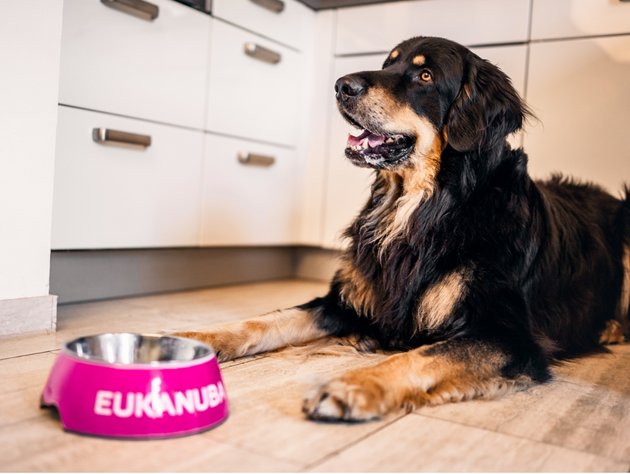 Eukanuba intestinal 2024 low residue