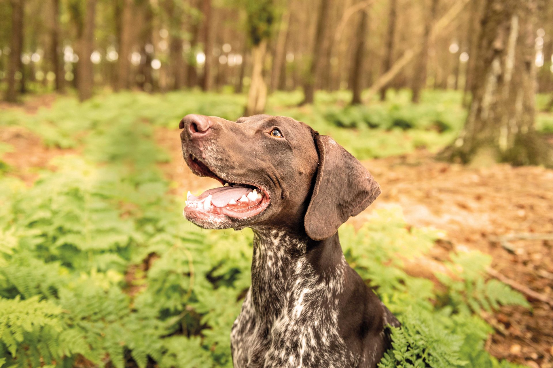 Aanbevolen Onnauwkeurig leven Ontdek onze producten voor honden » EUKANUBA