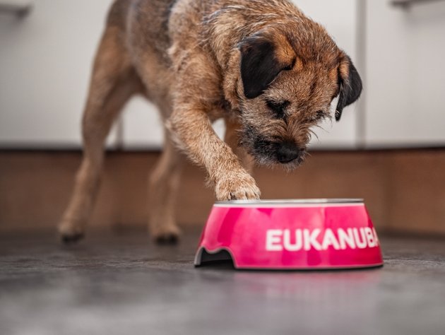 Eukanuba veterinary diets hot sale intestinal for dogs