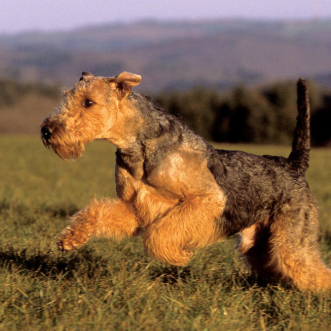 Large breed airedale hotsell