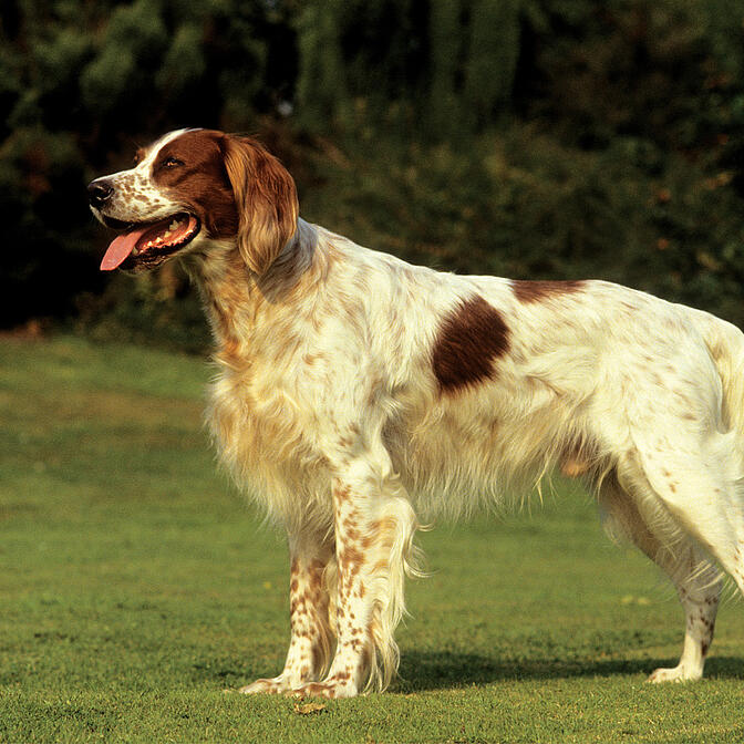 French setter best sale