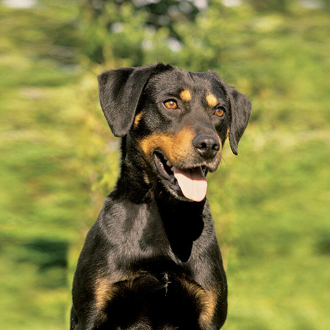 Eukanuba doberman 2024