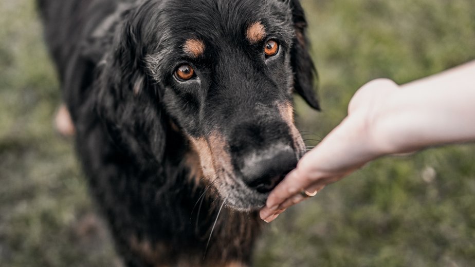 Dog Advisor - For lifelong well-being » EUKANUBA