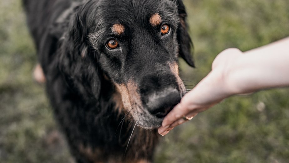 Dog Guide - For well-being EUKANUBA