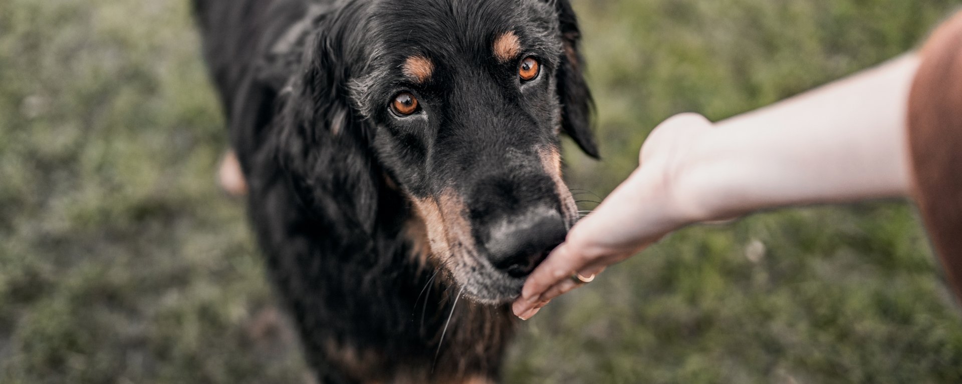 Hvorfor får hunde dårlig » EUKANUBA