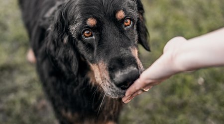 Breed Specific Rottweiler Adult EUKANUBA