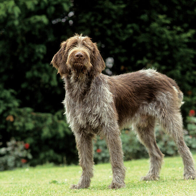 Spinone breed store