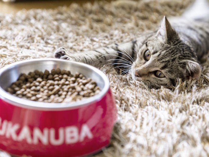 Eukanuba dry hot sale cat food