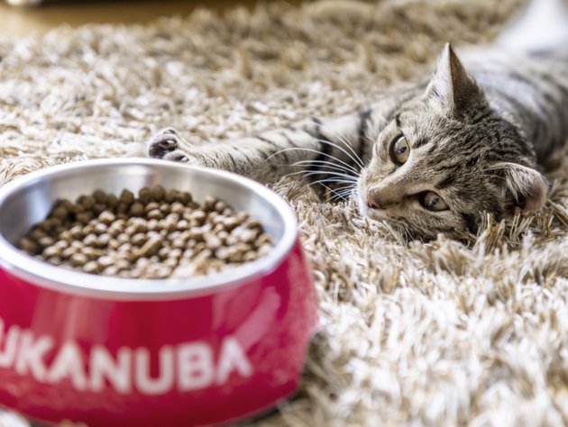 Dry food EUKANUBA