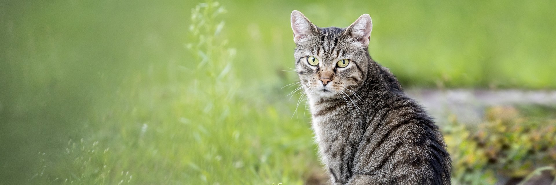 Comida húmeda para gatos: esterilizados - Miscota España